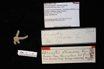Media type: image;   Invertebrate Zoology OPH-1163